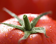 Dieta alimentare: dieta dei pomodori